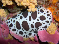 Galería de Nudibrnquios